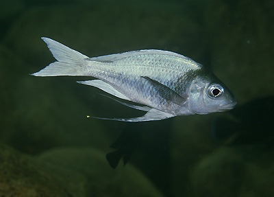 Ophthalmotilapia ventralis 'Cape Nangu'